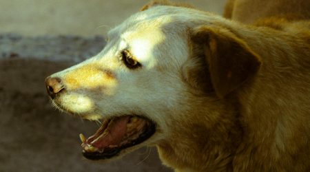 ps里的小黄人的眼睛怎么画的