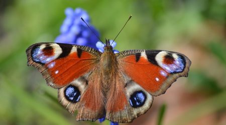 ios tp5分页怎么调用