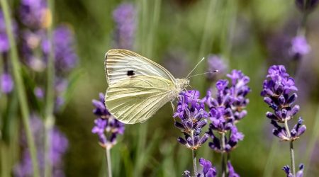 如何查询mysql数据库密码忘了怎么办