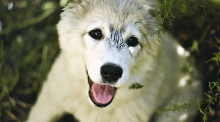 织梦模版首页怎么去掉index.html