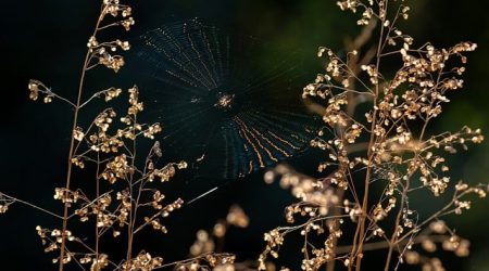 百度蜘蛛是怎么爬取的