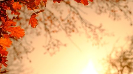 ai中临摹图片蒙版建立后怎么上色