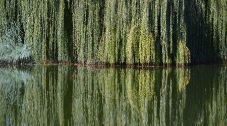 中文名叫郝柳英语怎么说