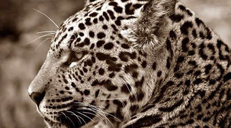 美洲豹crm什么球杆