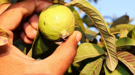 guwawa是什么水果