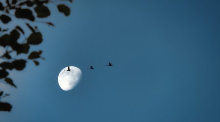 wnta组成什么单词