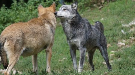 within接什么时态