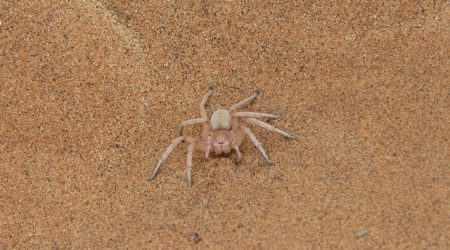 什么叫蜘蛛抓取