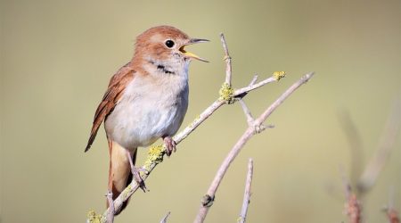 doyouhaveguest什么意思