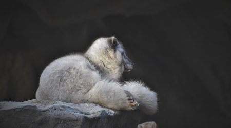 白酒指什么动物