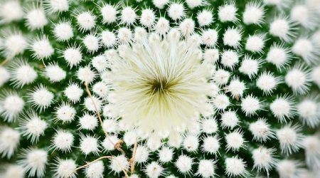 poem复数什么形式