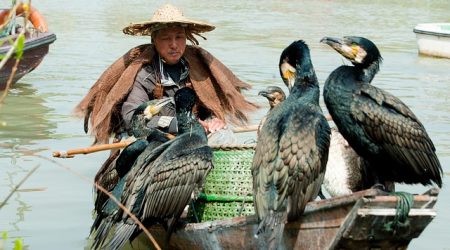 扬州有什么网站