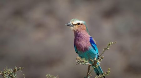 什么是长尾优化