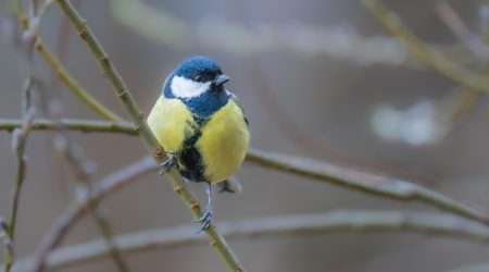 watching变成什么词性