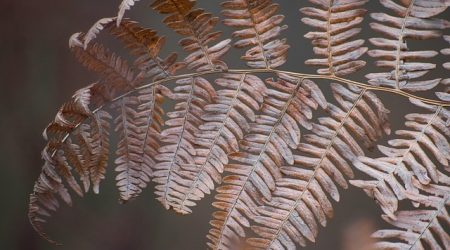 舌头是什么斧头