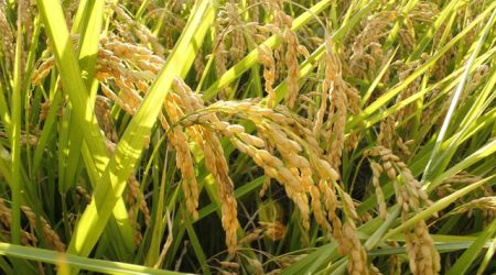 ppt字体什么合适