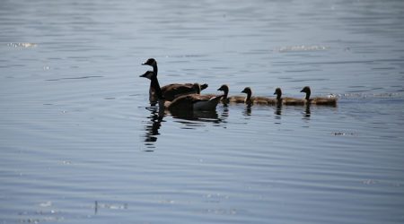 阡陌阁讲了什么