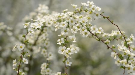 天平是什么星盘