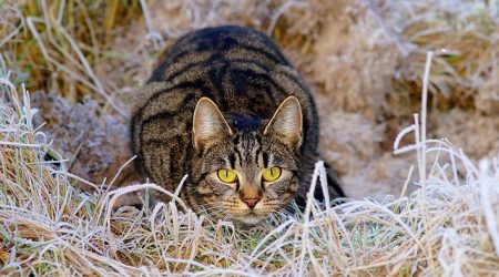 追星有什么风险