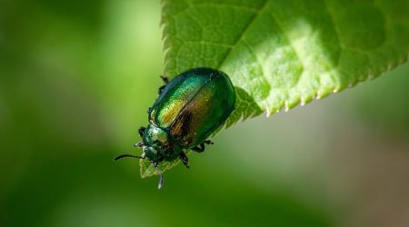行为音节是什么