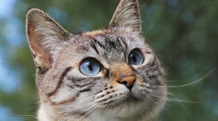 amy属于什么词性