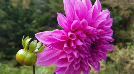 别名 记录填什么