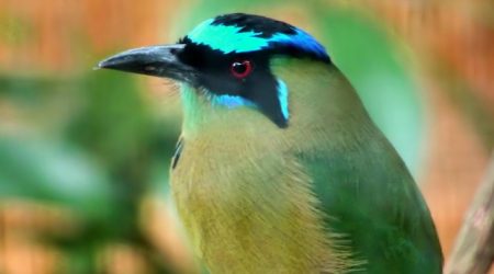 was introducing什么时态