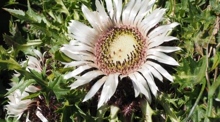 title是什么音节