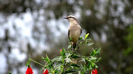 什么顶级域名最好