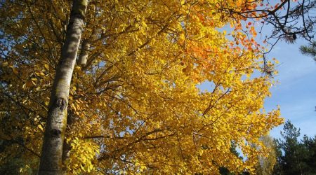 asp属于什么技术