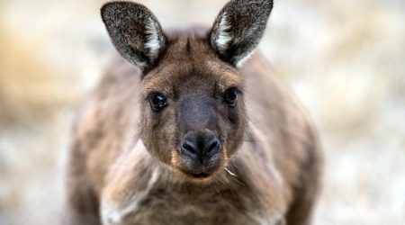 kangaroorat是什么动物