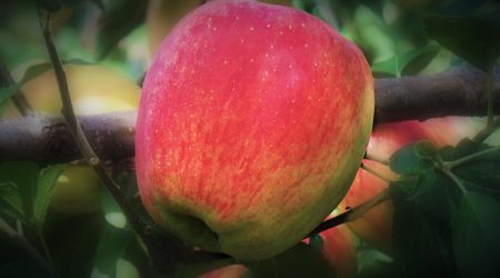 theory副词是什么