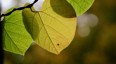 什么是最优排名