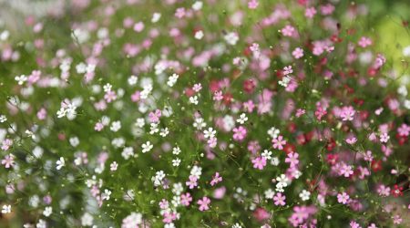 什么是认证安全商家