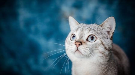 .tk是什么国家后缀