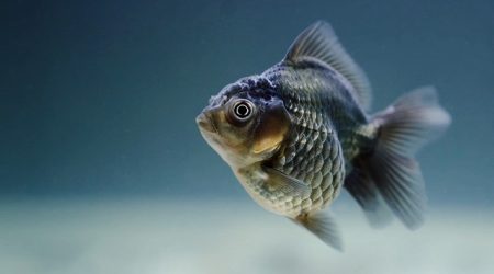 金鱼的单词读什么