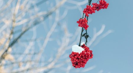 什么是站群开发