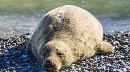 私章什么时候用到