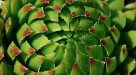 幽灵按钮是什么